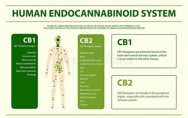 Endocannabinoid- System